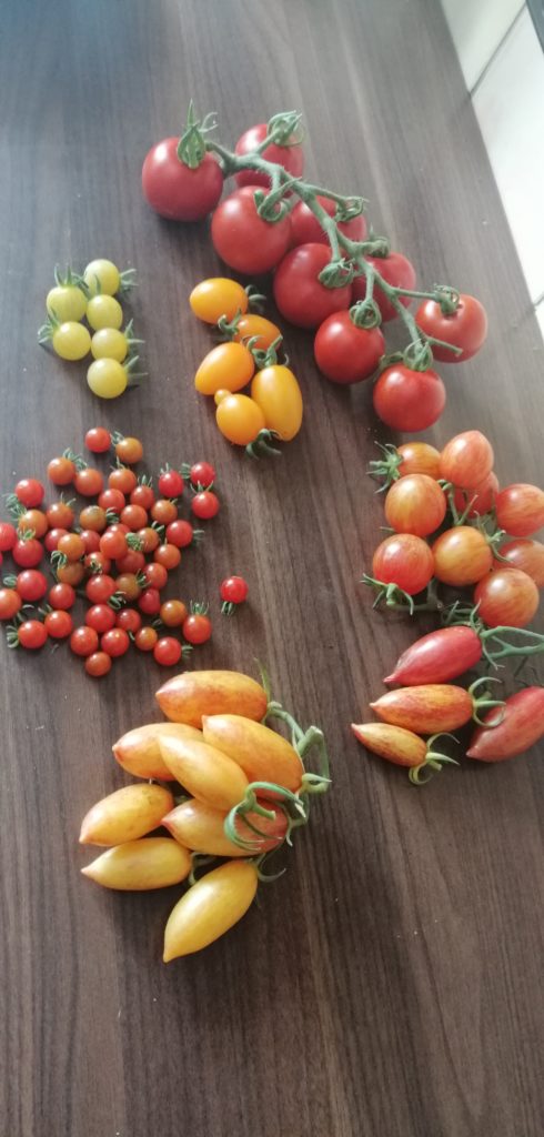 Vielfalt bei der Tomatenernte