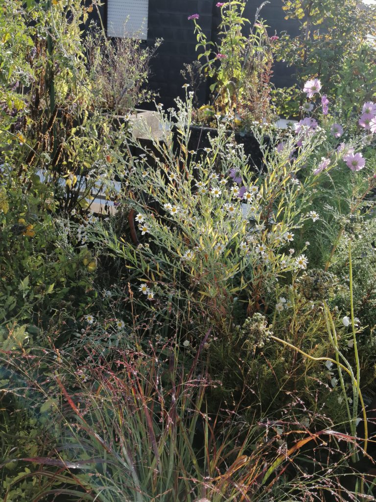 Myrthenastern, Gräser und restliche Blüten