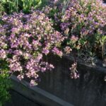 Seifenkraut