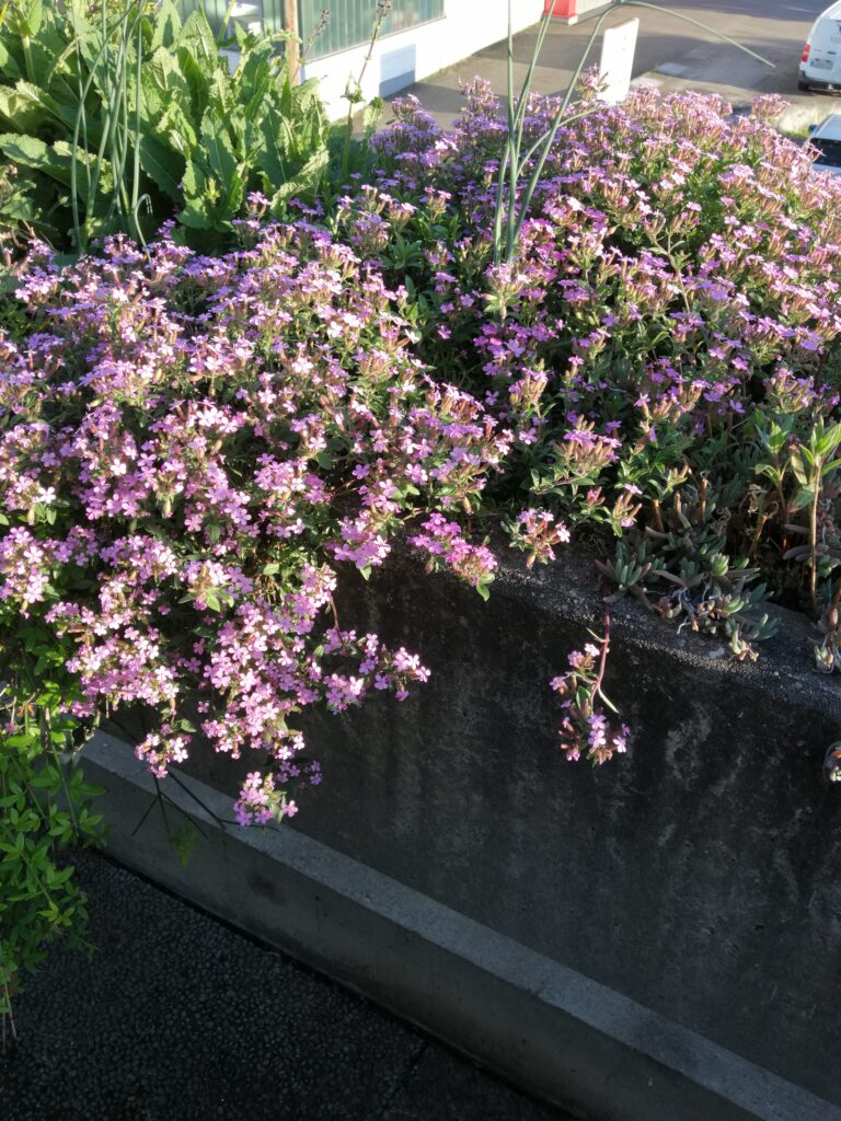 Seifenkraut