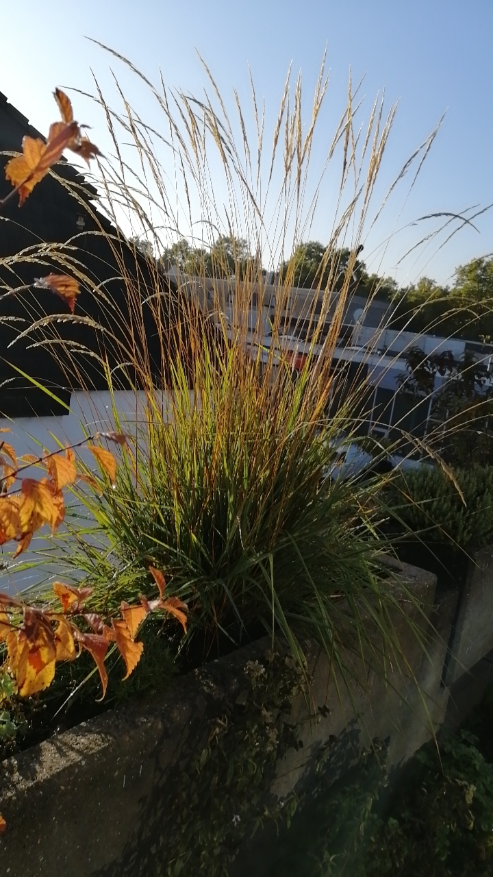 Herbstschönheit